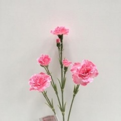 Carnation+rose 8hd 36cm Pink