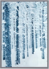 210x145cm Snowy Trees Backdrop