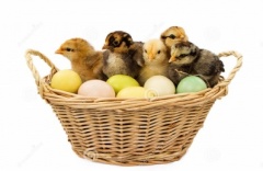 Easter Baby Chicks In Basket