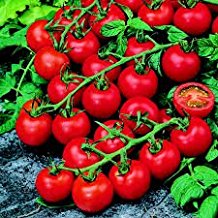 Country Value Vegetable Seeds