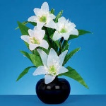 50cm F-O White Lilies w-White With Timer