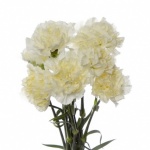 Carnation Bunch 8hd 38cm Cream