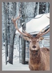 210x145cm Reindeer Backdrop