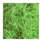 Shredded Tissue Paper 20g - Light Green