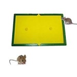 Rat glue trap (0350)