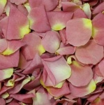 True Love Real Rose Petal Confetti